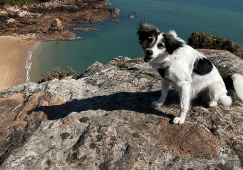 The Pet-Friendly Dining Scene in Southern New Jersey